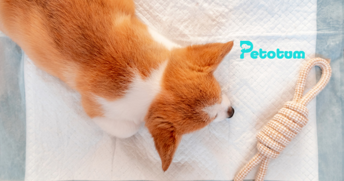 3 Super Easy Method To Potty Train a Puppy