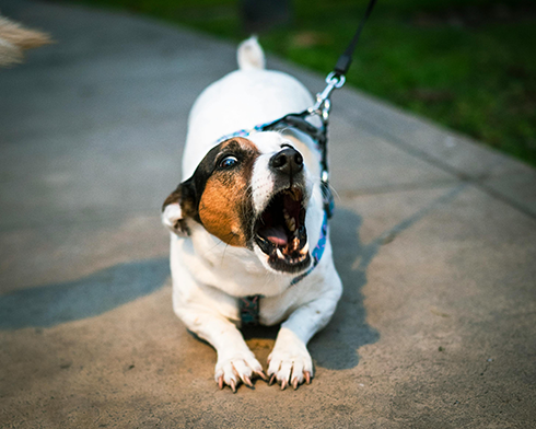Small white dog with brown and black face markings barking and pulling against a taut leash on a paved path outdoors.