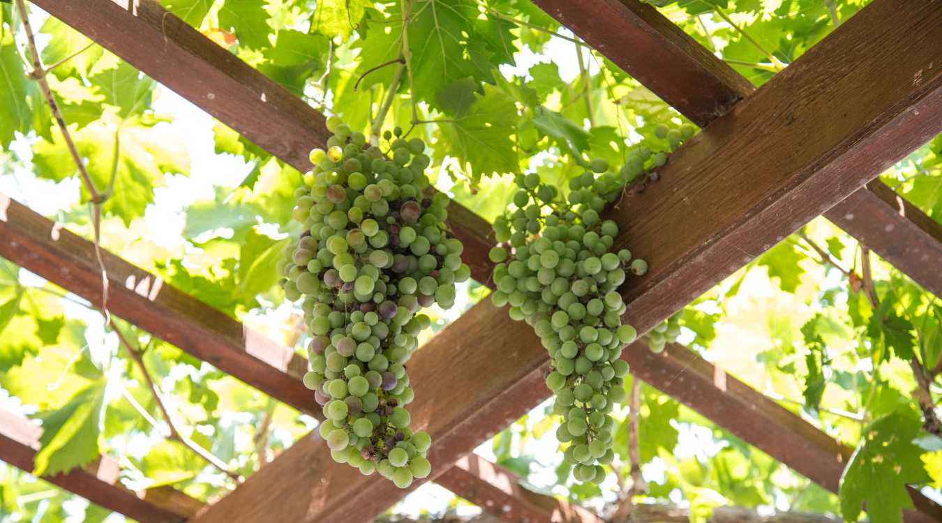 Naturalna pergola drewniana&nbsp;