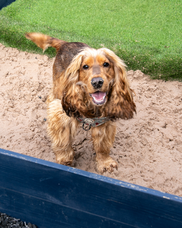 A happy brown cocker spaniel stands on sand near artificial grass, wagging its tail and looking up with a friendly expression clearly enjoying the care of a trusted dog boarding facility.