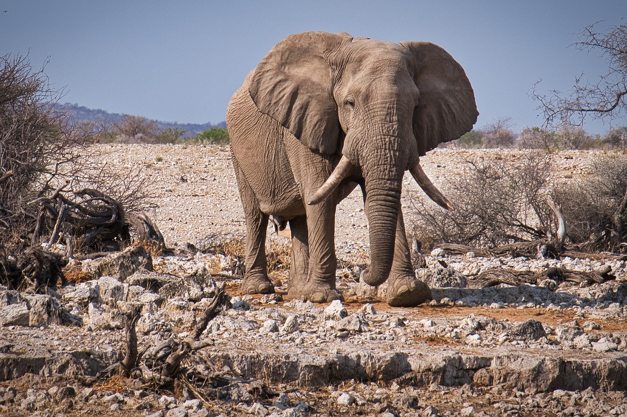 Namibija safari