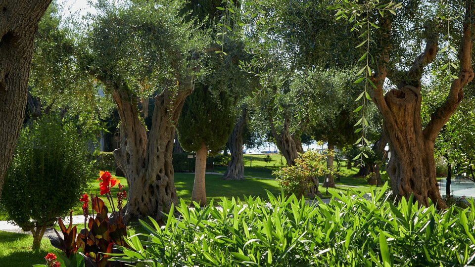 Delfinia Corfu