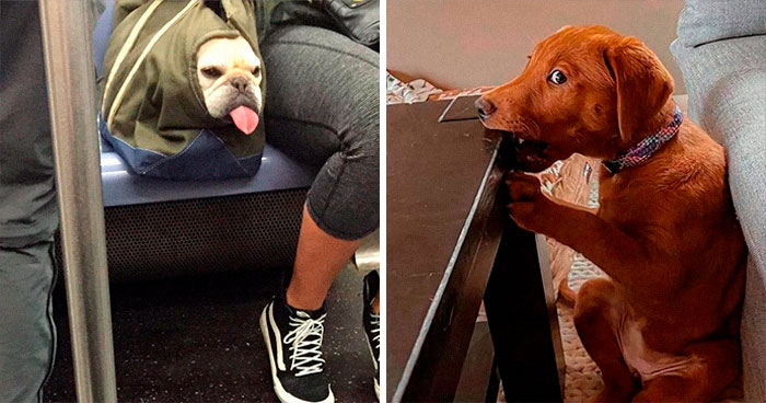 +11 Pics Of Dorky Dogs That People Just Share