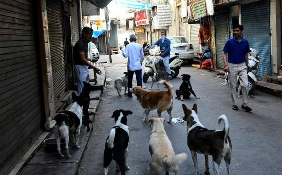 Feeding stray animals during Coronavirus?