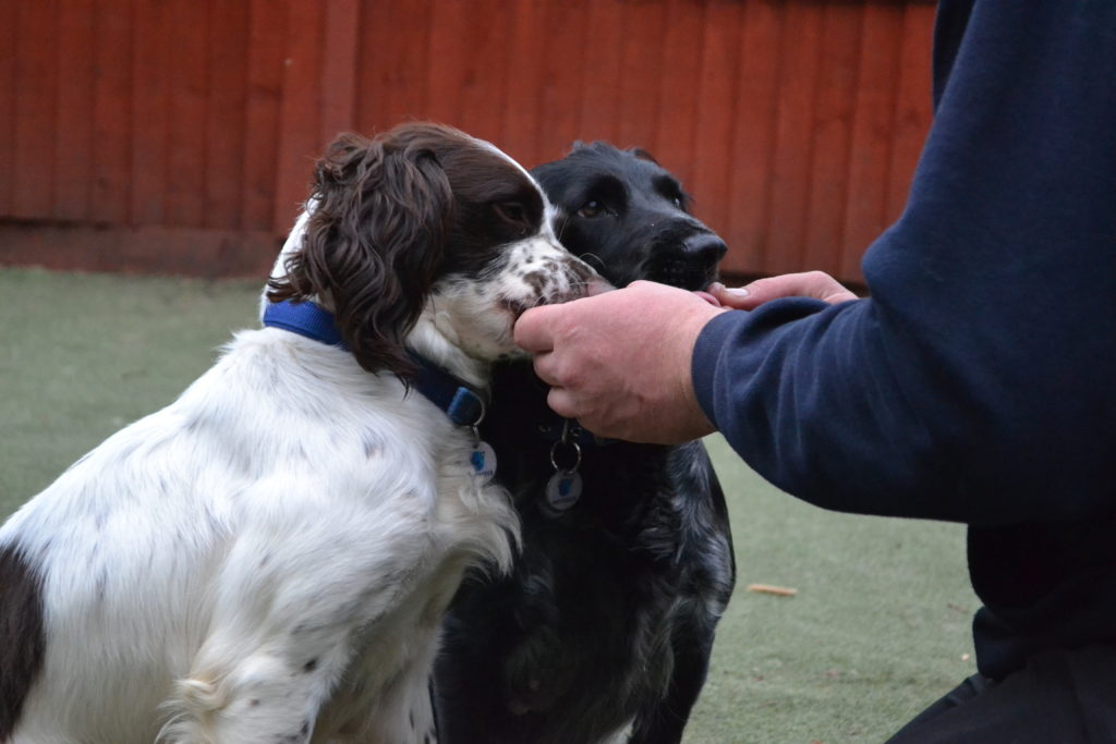 Two dogs sit side by side outdoors, attentively taking treats from a dog trainer’s hands. The background has a red wooden fence and green grass, creating the perfect setting for a Royvon dog boarding session.