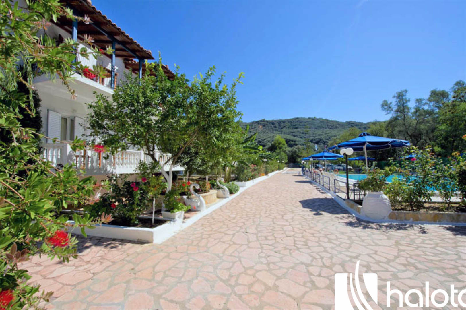Vila Olive Tree