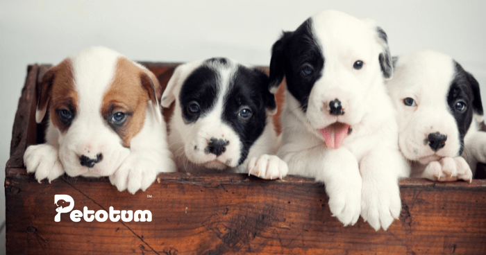 How Long Can You Leave a Puppy Alone?