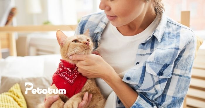 Naming Cats - a Guide for New Cat Parents