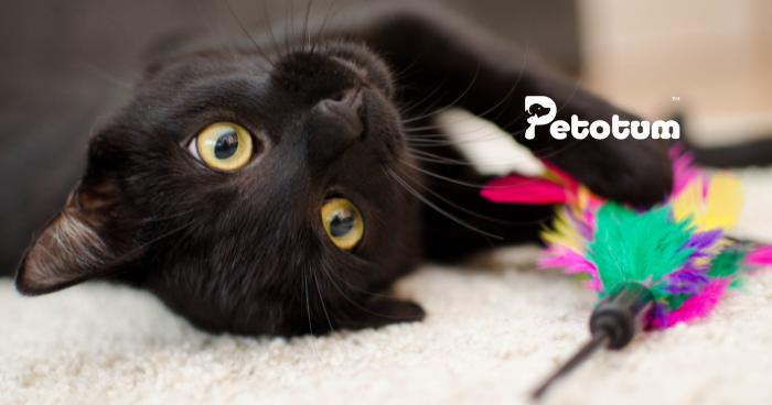 5 Surprising Facts About Black Cats