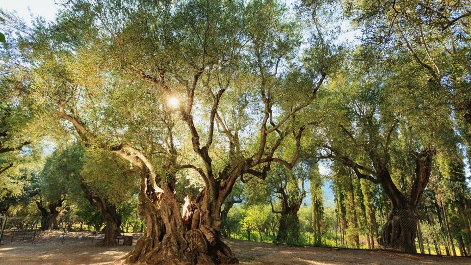 Alykes Park