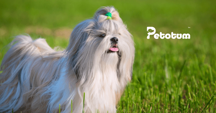 Shih Tzu Guide in Malaysia and What You Need To Know