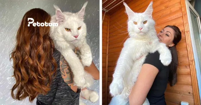 The Gentle Giant Maine Coon Cat: A Perfect Pet for Malaysian Homes