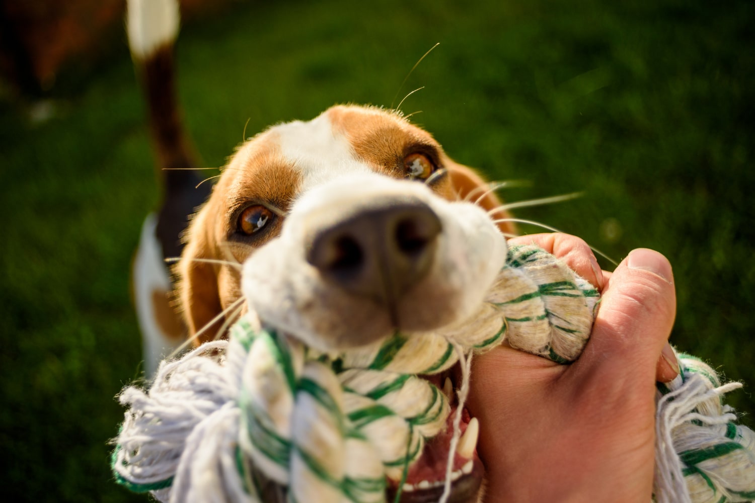 Using a Toy as a Training Motivator | Royvon Guide