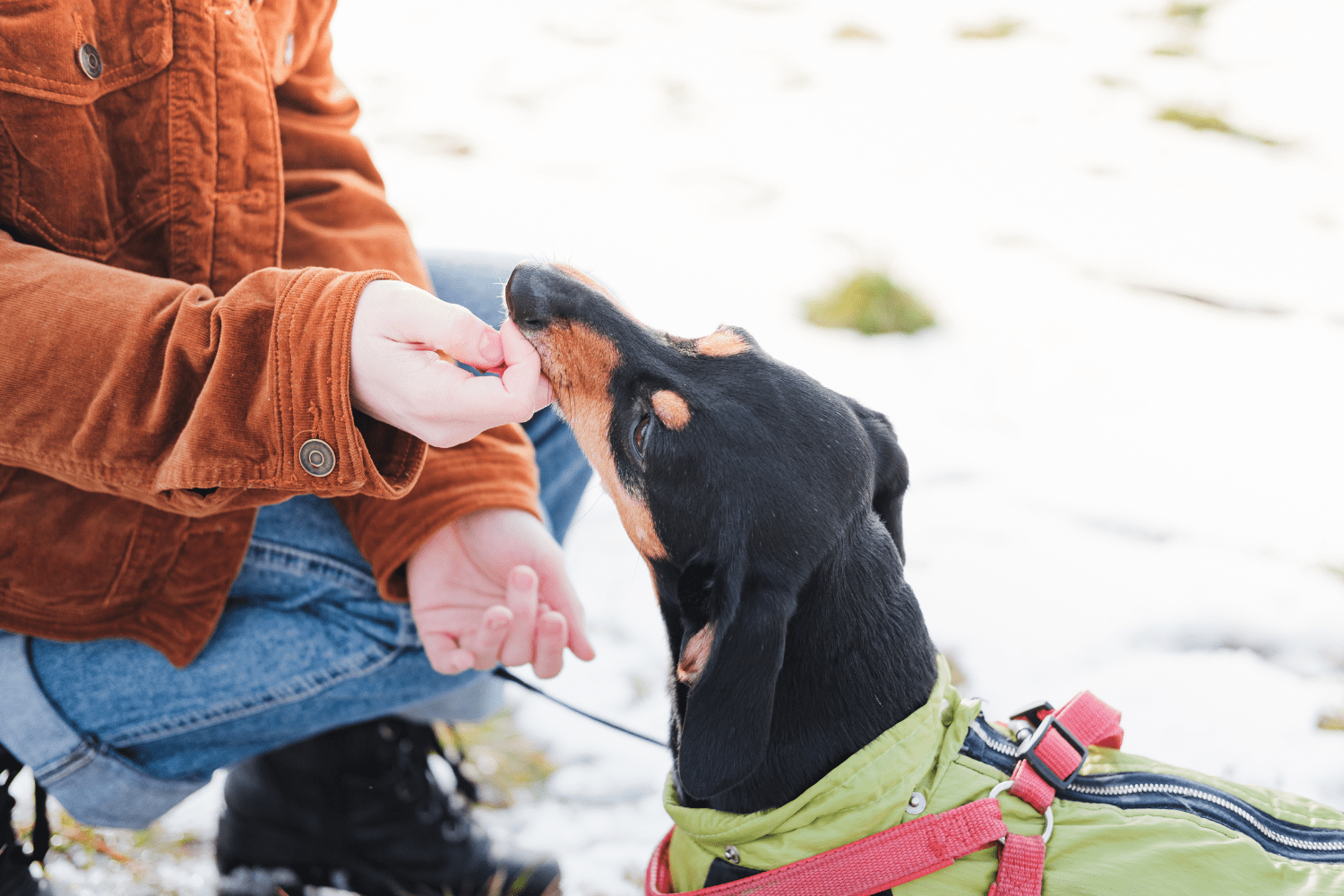 Why Dogs Learn Bad Habits, and How to Undo Them | Royvon