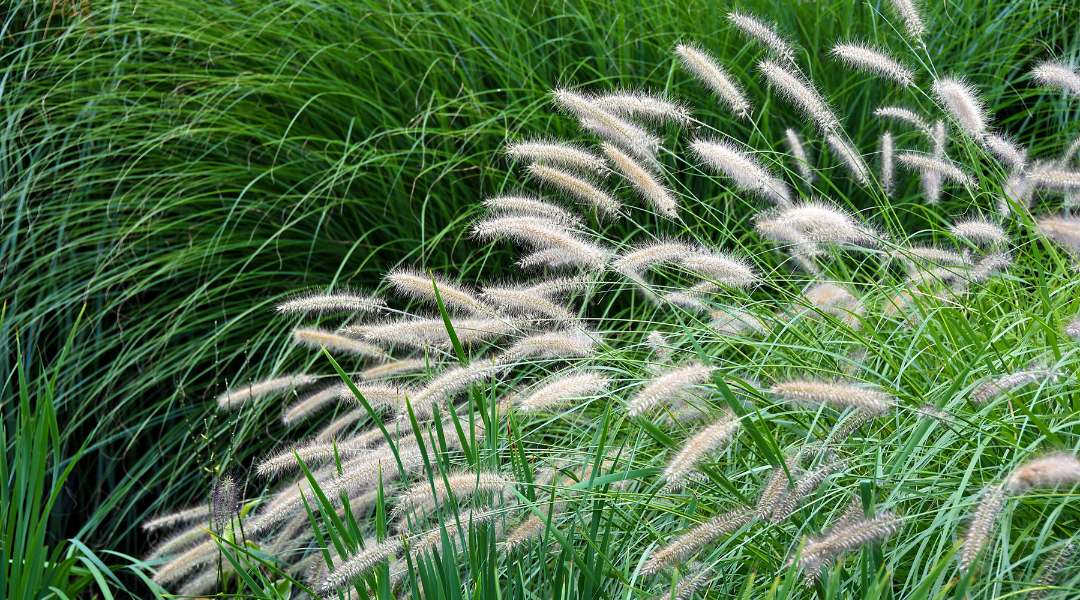Native prairie grasses mixed planting creating naturalistic meadow-style garden in contemporary outdoor space