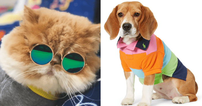 Pets Fashion & Trends in 2020: Stylish Outfits and Accessories
