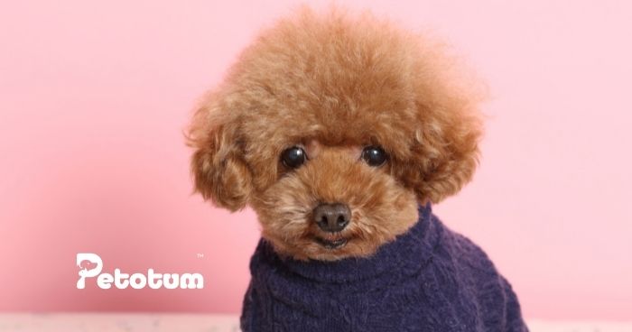 A Comprehensive Guide to the Toy Poodle Breed