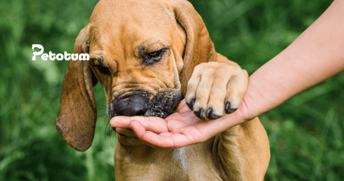 Why do Dogs Eat Their Own Vomit