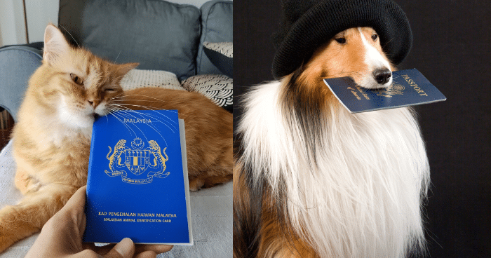 Does Your Pet Need a Pet Passport in Malaysia?