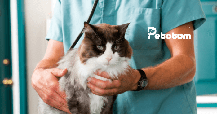 6 Step To Start A Vet Clinic In Malaysia (Checklist)