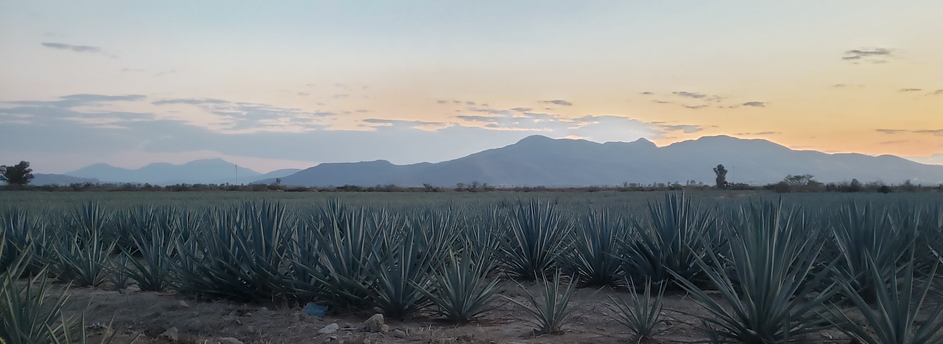 Things to do in Tequila: A Land Of Agave