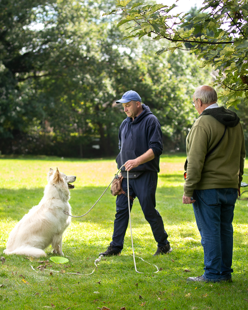 A man in blue, likely a professional dog trainer from Royvon, trains a white dog on a leash while another man in a green jacket watches them in a sunny park. Trees and green grass fill the background, creating an ideal setting reminiscent of top-tier dog boarding facilities.
