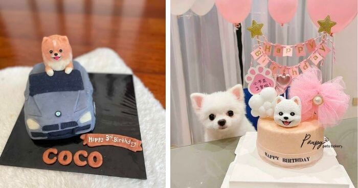 Cake for dog: Celebrate your dog’s birthday with this cute cake