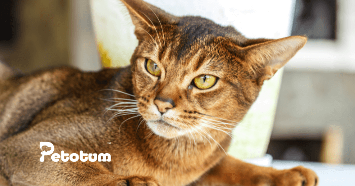 Why Do Cats Spray, and How Can You Stop It?