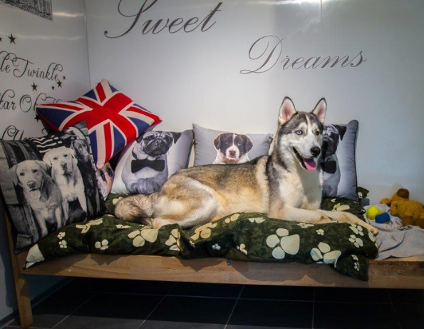 A husky lies on a bed with dog-themed pillows and a Union Jack pillow, surrounded by plush toys, creating a cozy scene reminiscent of Royvon dog boarding facilities. The wall behind has the words "Sweet Dreams" written on it.