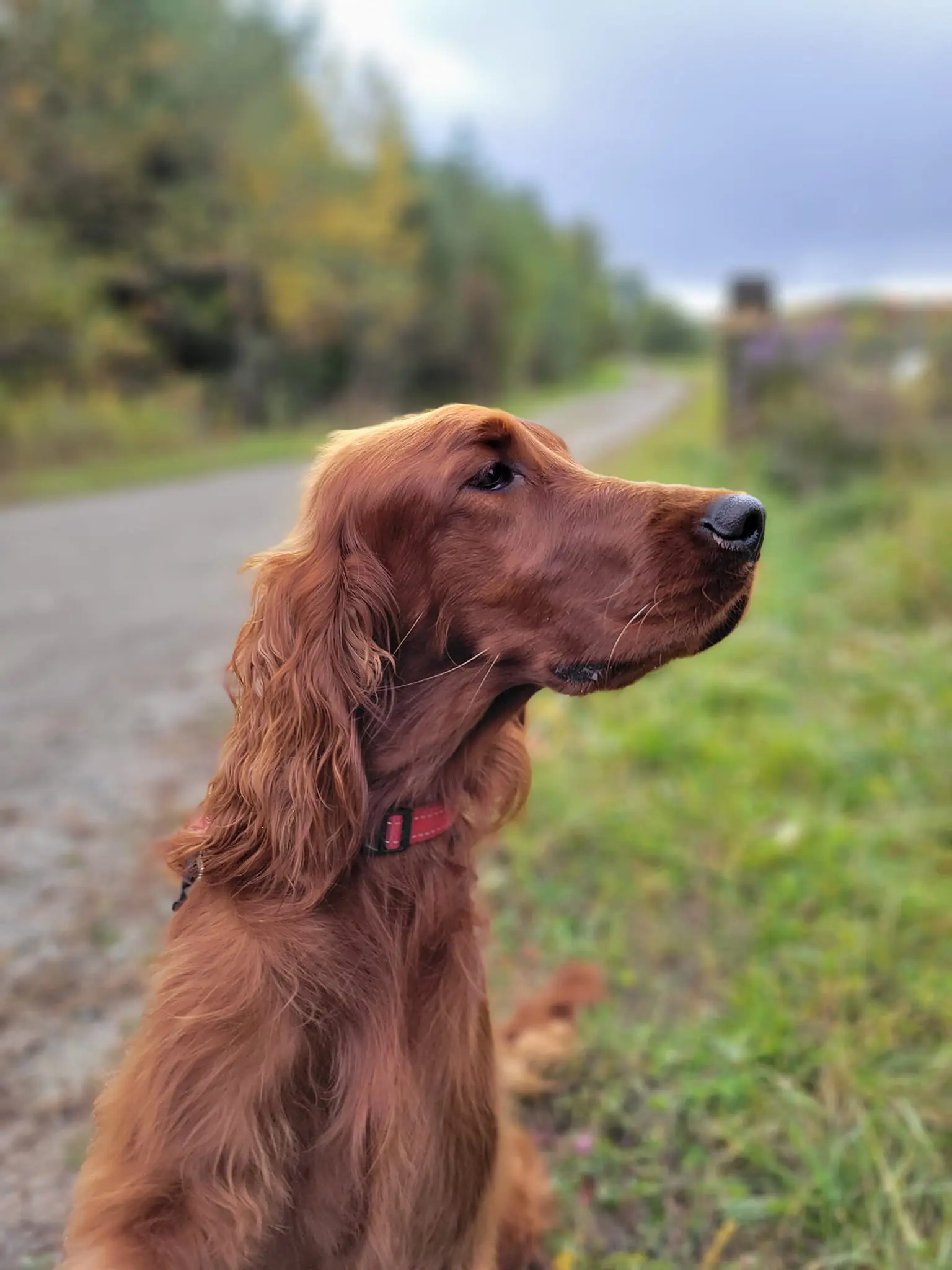 Red Irish Setter wearing a red collar sitting beside a rural path and looking attentively into the distance.