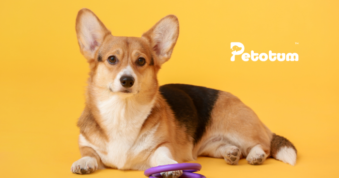 Corgi Malaysia: The Complete Guide