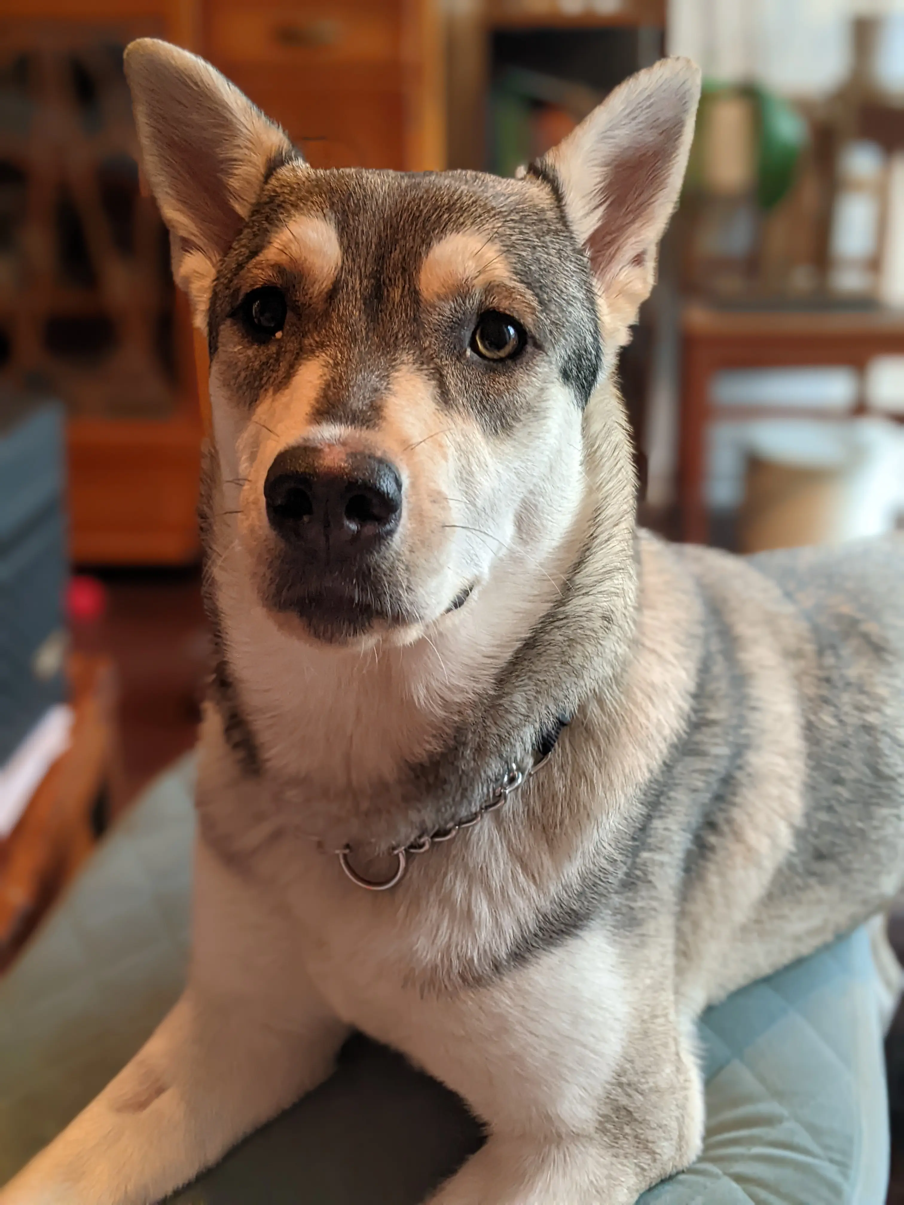 Gray and cream dog with upright ears resting on a couch indoors and looking directly at the camera.