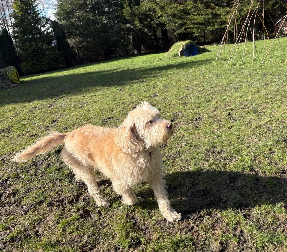 Nervous dog, Dusty, playing at Royvon Wales