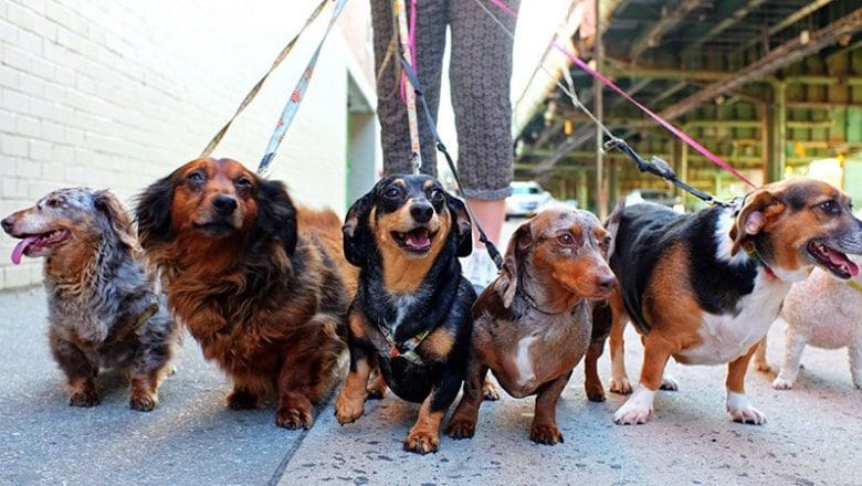 How to start a dog walking business in your neighborhood?